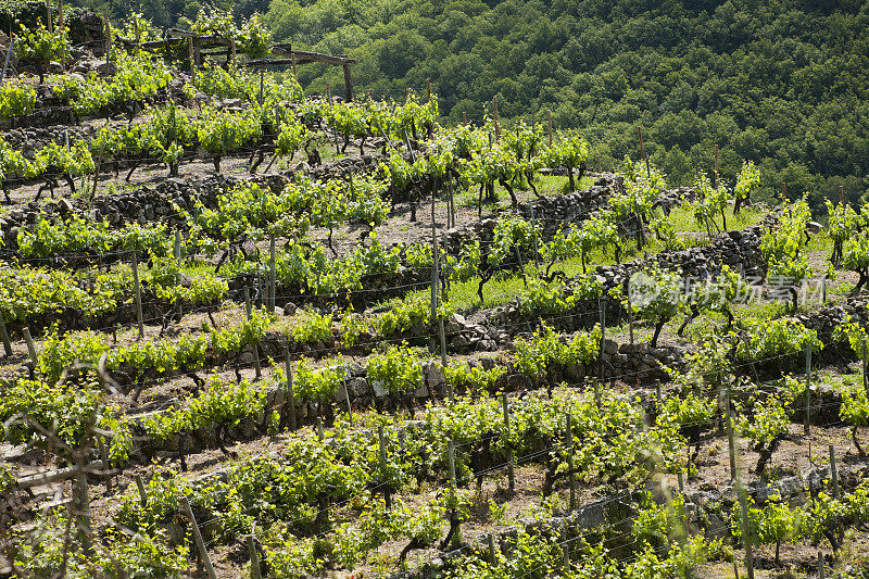 在ribeira sacra的葡萄园